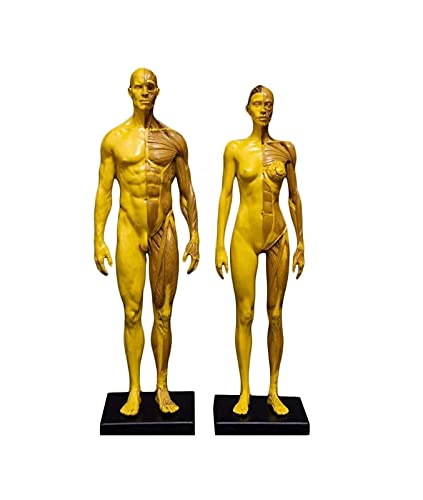 Anatomiemodell für den naturwissenschaftlichen Unt Menschliche Anatomie-Figur Menschliches Körper-Muskuloskelett-anatomisches Modell for Studie und Unterricht weibliche männliche Kombination (Größe: 3 von BROHN