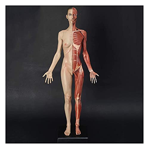 Anatomiemodell für den naturwissenschaftlichen Unt Menschliche Anatomie Figure Schaufensterpuppe Zeichnung Figuren Muskeln Modell Referenz for Künstler Schule Studie und Lehre (Größe: 60cm) von BROHN