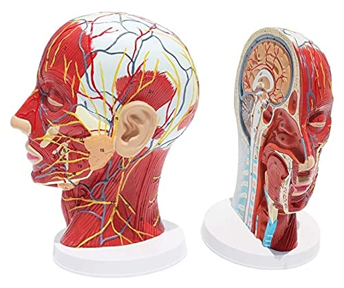 Anatomiemodell für den naturwissenschaftlichen Unt Menschlicher Kopf Modellkopf Anatomisches Modell Merkmale Halbkopf Muskulöse Anatomie-Venen Arterien Exponierte Nasennebenhöhlen Anatomie von BROHN