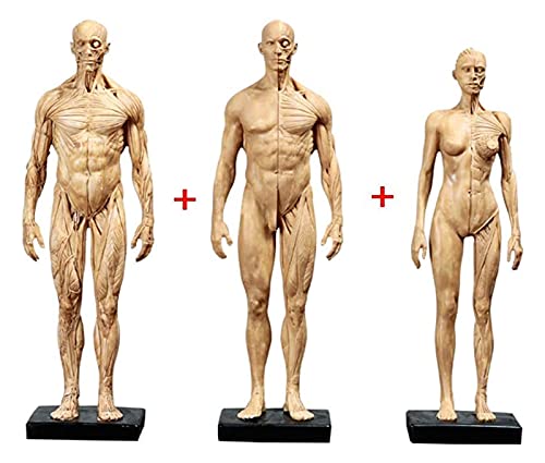Anatomiemodell für den naturwissenschaftlichen Unt Menschliches Modell-Handwerk 11-Zoll-weiblicher und männlicher Anatomiefigur, anatomisches Schädelkopfkörper-Muskel-Knochenharz-Modell von BROHN