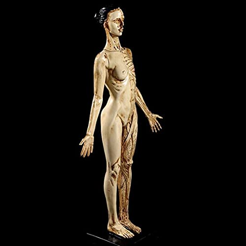 Anatomiemodell für den naturwissenschaftlichen Unt Menschliches Muskelmodell weibliche menschliche Figur Skeleton Anatomie medizinische Bildungsanalyse von BROHN