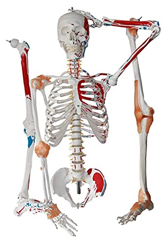 Anatomiemodell für den naturwissenschaftlichen Unt Menschliches Skelettmodell Standard 17 0cm Menschliches Skeleton Anatomie Halbkante farbiges halbes Band-Bewegungssystem Knochengerüst (Größe: 170cm) von BROHN