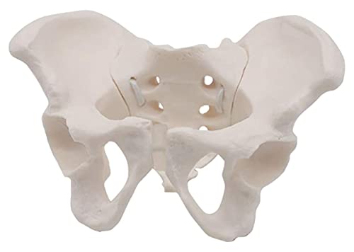 Anatomiemodell für den naturwissenschaftlichen Unt Mini-Pelvis-Modell-weibliches Becken-Skeleton anatomisches Modelllebensgröße Replik der menschlichen Anatomie for Training Arzt Geschenk (Größe: 13,5 von BROHN