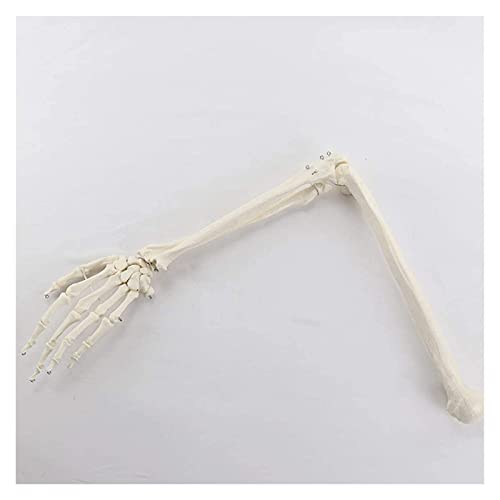 Anatomiemodell für den naturwissenschaftlichen Unt Modell des menschlichen Körpers Torso Bildungsmodell Modell des menschlichen Skeletts 1: 1 Obere Gliedmaßenbein Anatomie Größe (Größe: 40x20x20cm) von BROHN