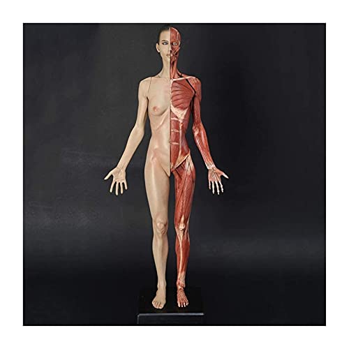 Anatomiemodell für den naturwissenschaftlichen Unt Weibliche Anatomie Figur Human Anatomical Muscle Knochen Modell Referenz for Künstler Schulstudium und Unterricht (Größe: 60cm) von BROHN