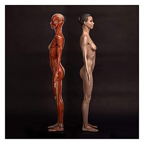 Anatomiemodell für den naturwissenschaftlichen Unt Weibliche Anatomie Figur Menschliches Körper Muskuloskelett Anatomisches Modell for Studie Malerei Skulptur Kunst (Größe: 60cm) von BROHN