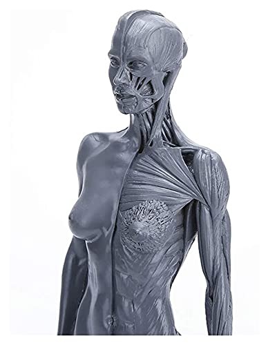 Anatomiemodell für den naturwissenschaftlichen Unt Weibliche Anatomie-Figur Menschliches Muskel-Skeleton anatomische Modell-Malerei-Skulptur Anatomische Referenz for Künstler (Größe: 28,5 cm) von BROHN