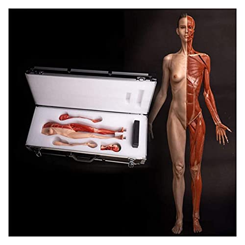 Anatomiemodell für den naturwissenschaftlichen Unt Weibliche Anatomie Figure Menschliches Körper Muskuloskelett Anatomisches Modell Malerei Modell Referenz for Künstler (Größe: 60cm) von BROHN