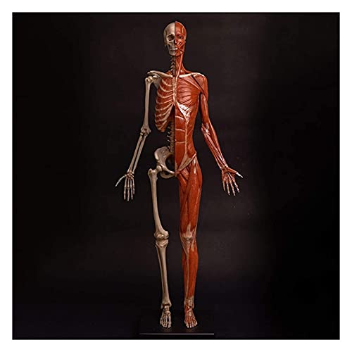 Anatomiemodell für den naturwissenschaftlichen Unt Weibliche Anatomie Figure Menschliches Körper Muskuloskelett Anatomisches Modell Menschlicher Schädelkopf Körper Muskelknochenkulptur Modell (Größe: von BROHN