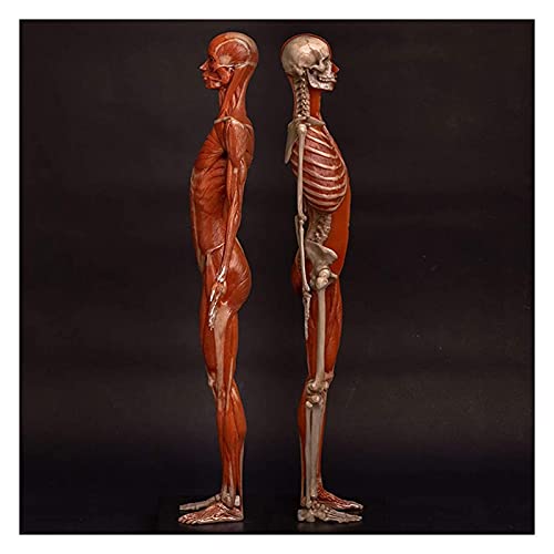 Anatomiemodell für den naturwissenschaftlichen Unt Weibliche Anatomie Figure Menschliches Körper Muskuloskelettal Anatomisches Modell Schädel Kopf Körper Muskeln Knochen Skulptur Modell (Größe: 60cm) von BROHN