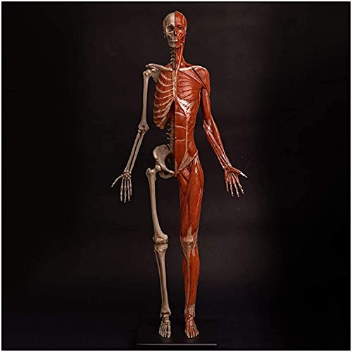 Anatomiemodell für den naturwissenschaftlichen Unt Weibliche Anatomie Menschliches Körper-Muskuloskelett anatomisches Modell Menschlicher Schädelkopfkörper-Muskel-Knochen-Skulptur Modell (Größe: 60cm) von BROHN