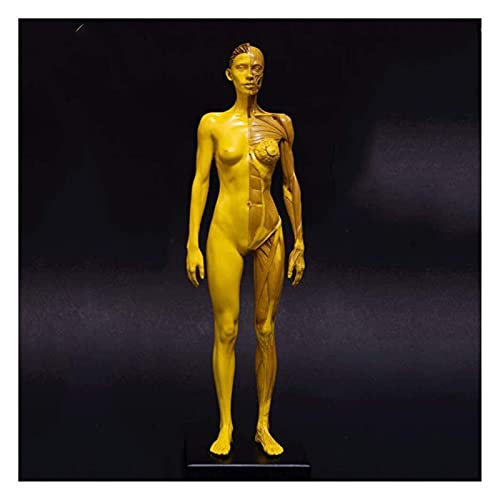 Anatomiemodell für den naturwissenschaftlichen Unt Weibliche menschliche Anatomie Abbildung 11,8 Zoll Menschliches Körper Muskuloskelettal Anatomisches Modell (Größe: 30 cm) von BROHN