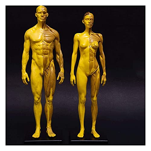 Anatomiemodell für den naturwissenschaftlichen Unt Weibliche und männliche Anatomie Figur Human Anatomy Figure Human Anatomical Muskelknochen Modell Menschliches Körper Modell (Größe: Kombination) (S von BROHN