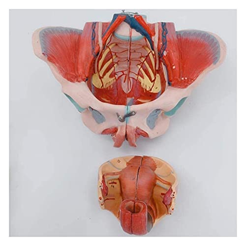 Anatomiemodell für den naturwissenschaftlichen Unt Weiblicher Beckenmodellmuskel des Beckenbodens und der Beckenanatomie neurovaskulär mit abnehmbaren Organen (Größe: 25x20cm) von BROHN