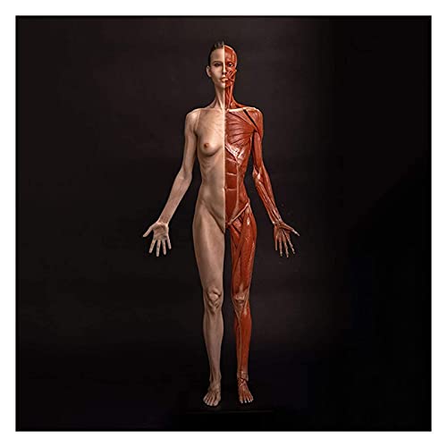 Anatomiemodell für den naturwissenschaftlichen Unt Weiblicher menschlicher Körper-Muskupfenkelett anatomisches Modell 60 cm / 23.6inch weibliche Anatomiefigur for Zeichnungsstudie (Größe: 60cm) von BROHN
