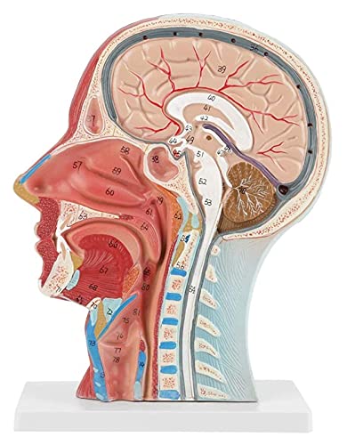 Anatomiemodell für den naturwissenschaftlichen Unterricht – Anatomischer menschlicher anatomischer halber Kopf anatomischer med ical lebensgrößling kopf hirnhals mittelalterlich studiermodell (Größe: von BROHN