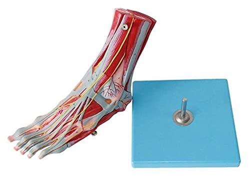 Anatomiemodell für den naturwissenschaftlichen Unterricht – Anatomisches menschliches Fußgelenk mit Bändern Fußmuskel und Skelett Vaskulärer Nerven abnehmbares Modell (Größe: 20x9x33cm) von BROHN