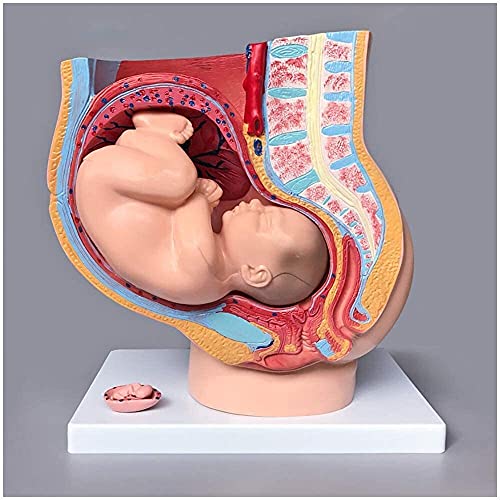 Anatomiemodell für den naturwissenschaftlichen Unterricht – Beckenmodell mit Fötus Lebensgröße Menschliche Schwangerschaft Becken Modell Sagittal Anatomie des weiblichen Beckens mit Fötusmodell (Größe von BROHN