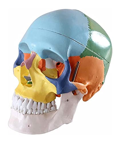 Anatomiemodell für den naturwissenschaftlichen Unterricht – Lebensgröße Human Anatomy Skull Brain Skeleton, Anatomisches Zahnarzt-Zahnarzt-Labor Anatomia-Modell (Größe: 11.81in x 11.81in x 7.87in) von BROHN