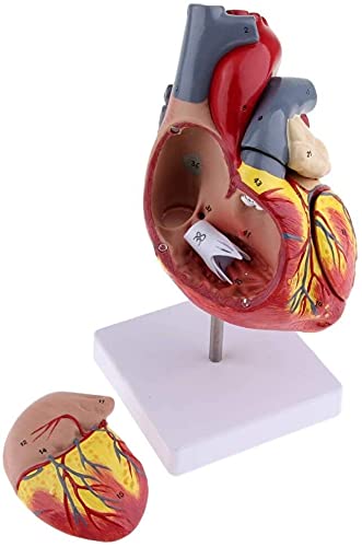 Anatomiemodell für den naturwissenschaftlichen Unterricht – Medizinische Schulunterrichtwerkzeug Human Viscera Herz Modell (Farbe: a) von BROHN