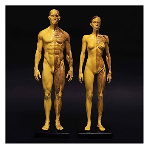 Anatomiemodell für den naturwissenschaftlichen Unterricht – Menschliche Anatomie-Figur Human Anatomie-Figur Mannequin-Zeichnungsfiguren - Menschliches Muskelknochenmodell (Größe: 30cm) von BROHN