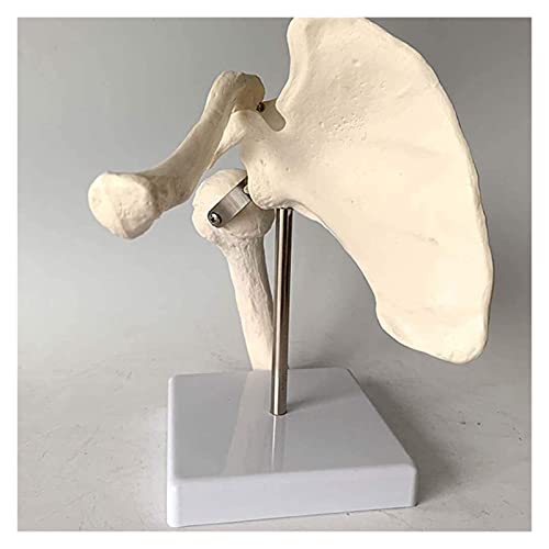 Anatomiemodell für den naturwissenschaftlichen Unterricht – Modell Pädagogisches Modell Schultergelenk Anatomisches Modell des menschlichen Skeletts for Messestudienmodell (Größe: 15x12x12cm) von BROHN
