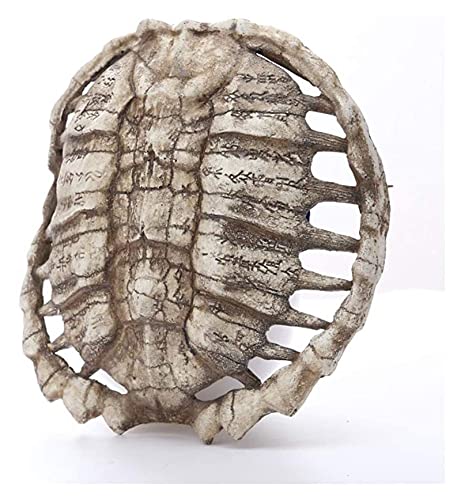 Anatomiemodell für den naturwissenschaftlichen Unterricht – Oracle Turtle Shell Figur Tortoise Home Wandtisch Dekoration Tier Schädel Handwerk Figuren Harz Tier Modell (Größe: 22x21x7cm) von BROHN