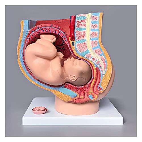 Anatomiemodell für den naturwissenschaftlichen Unterricht – Oral Human-weiblicher Beckenabschnitt Schwangerschaft Anatomisches Modell Anatomie-Modell des Schwangerschafts-Pelvis-Modells (Größe: 30x28x von BROHN