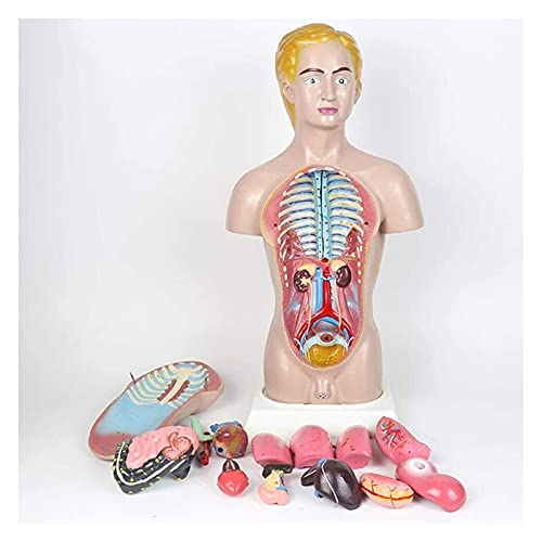 Anatomiemodell für den naturwissenschaftlichen Unterricht – Skeleton Male Torso Anatomie Modell Human Orgel Modell for Unterrichtsressourcen Trainingshilfe Abnehmbare 14 Teile (Farbe: 45 cm) von BROHN