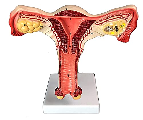 Anatomiemodell für den naturwissenschaftlichen Unterricht – Weibliche Fortpflanzungsanatomie-Modell-weiblicher normaler uterus modell lebensgröße anatomy modell for wissenschaftsausbildung (Größe: 15x von BROHN