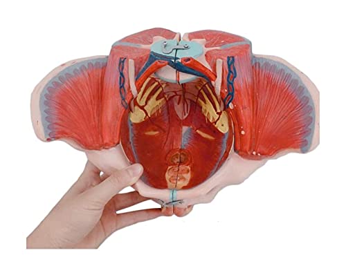 Anatomiemodell für den naturwissenschaftlichen Unterricht – Weibliches Beckenmodell Lebensgröße Pelvis Modell mit abnehmbaren Organen Beckenboden Muskulatur und Lendener Pelvis Anatomie (Größe: 20x27x von BROHN