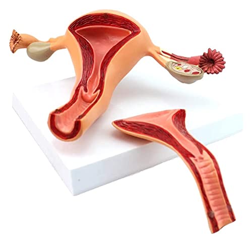 Anatomiemodell für den naturwissenschaftlichen Unterricht – Weibliches internes Fortpflanzungssystem Modell abnehmbarer Uterus-Ovarialstruktur Gynäkologischer Anatomie-Modell von BROHN
