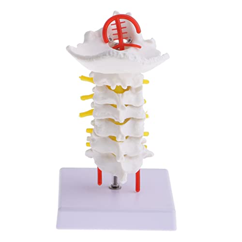 1stk Halswirbelsäule Mit Halsschlagader Chiropraktisches Wirbelsäulenmodell Skelettmodell Der Wirbelsäule Modell Der Menschlichen Wirbelsäule Menschliches Skelettmodell Puppe Pvc BUGUUYO von BUGUUYO