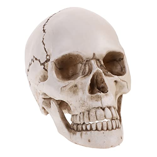 BUGUUYO 1 Human Skull Modell Anatomische Replik Aus Resin Für Medizinische Lehrzwecke Halloween Dekoration Skelett Statue Zur Anatomie Darstellung Detailgetreues Schädelmodell von BUGUUYO