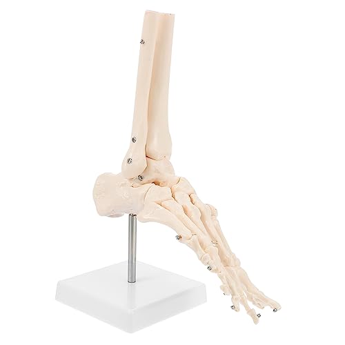 BUGUUYO 1 Stk Fuß Anatomie Fußgelenkmodell Fußknochenmodell menschliches Skelettmodell Sprunggelenk modell plastisches anatomisches Modell Sprunggelenkmodell aus Kunststoff PVC von BUGUUYO