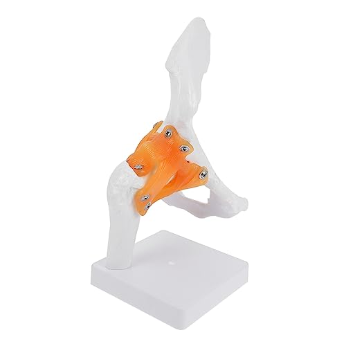 BUGUUYO 1 Stk Hip-modell Schultergelenkmodell Wissenschaftliches Anatomiemodell Männchen Körper Schaufensterpuppen Anatomisches Modell Menschliches Skelettmodell Mann Kniegelenk Modell Pvc von BUGUUYO