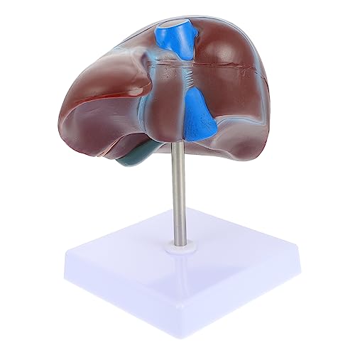 BUGUUYO 1 Stück Leber Anatomisches Modell Nierenanatomiemodell Lebermodell Für Den Unterricht Modell Der Niere Menschlicher Körper Medizinisches Lebermodell Schaufensterpuppe Menschliches von BUGUUYO