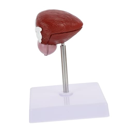 BUGUUYO 1pc Menschlichen Körper Anatomie Modelle Blase Anatomisches Modell Demonstration Ausrüstung für die Schule von BUGUUYO