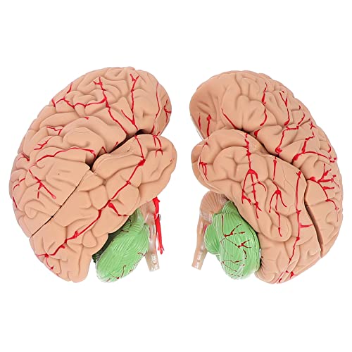 BUGUUYO 1Stk Modell der Gehirnanatomie Modell des Gehirnsystems Gehirnmodell für den Unterricht Anatomisches Gehirnmodell Gehirn Lehrmodell schaufensterpuppe medizinisches Gehirnmodell PVC von BUGUUYO