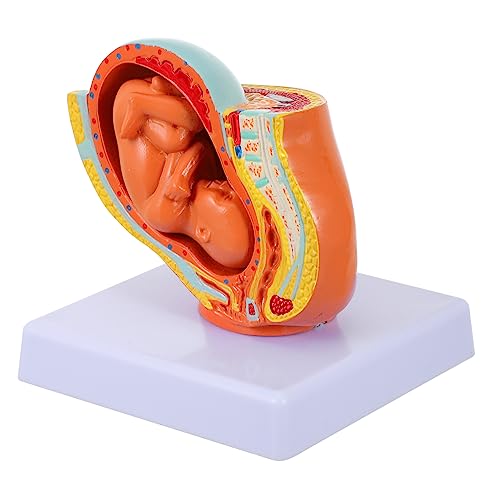 BUGUUYO 1stk Embryomodell Uterus-embryo-modell Unterrichten Anatomie Des Plazentamodells Mini-badewannendekor Weibliches Schwangerschaftsmodell Neun-monats-embryonenmodell Anzeigen Pvc von BUGUUYO