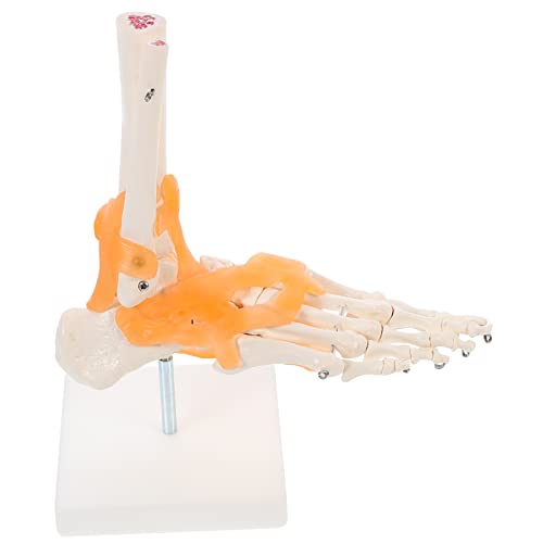 BUGUUYO 1stk Mannequin Halloween-dekorationsskelett Körper Anatomie Modell Füße Dinosaurier Fuß Wirbelsäule Menschliches Skelettmodell Anatomie-demonstrationswerkzeug Ratte Pvc von BUGUUYO