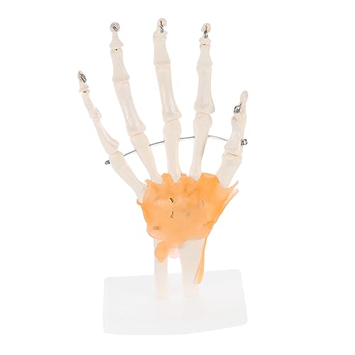 BUGUUYO 1stk Mannequin Menschliche Medizinische Figur Menschliches Artikulierendes Anatomisches Modell Handwurzel Modell Der Menschlichen Hand Körper Medizinisches Anatomisches Modell Pvc von BUGUUYO