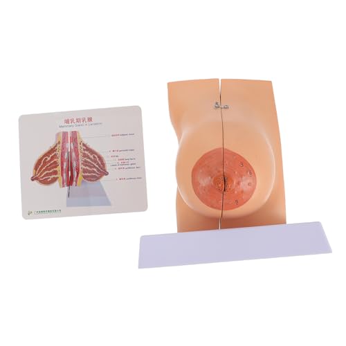 BUGUUYO 1stk Modell Der Brustanatomie Medizinisches Weibliches Brustmodell Anatomie Des Menschlichen Körpers Bruststrukturmodell Für Frauen Anatomisches Brustmodell Schaufensterpuppen Pvc von BUGUUYO