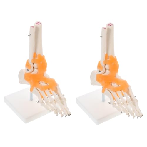 BUGUUYO 2 Stk Mannequin Skelette menschliches Skelettmodell Fußgelenkmodell Anatomisches Modell Fußgelenk werkzeug wissenschaftliche Unterrichtsmaterialien Gelenkmodell des Fußskeletts PVC von BUGUUYO