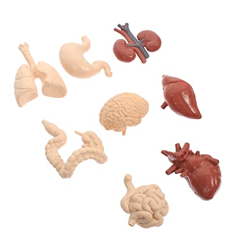 BUGUUYO 5 Sets Menschliches Viszerales Modell Kognitive Modelle Menschliche Anatomie Für Menschliche Innere Organe Modell Körper Organsystem Wissenschaft Demonstrationswerkzeug von BUGUUYO