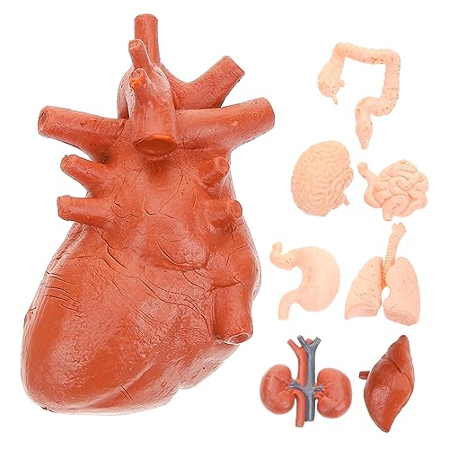 BUGUUYO 8St menschliches Organmodell menschliche Anatomie anatomisches Modell realistisches Orgelmodell Unterrichtsmodell Puppe werkzeug Lehrmittel Simulationsorganmodell Lebermodell PVC von BUGUUYO