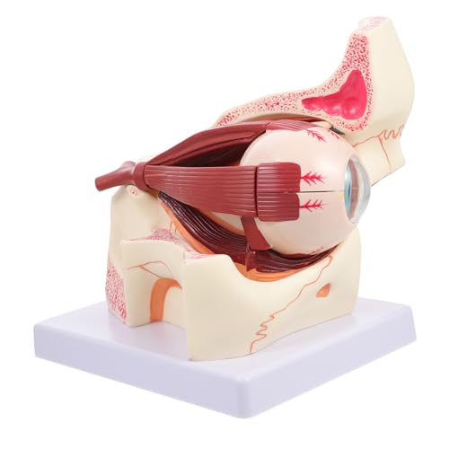 BUGUUYO Augenmodell Augapfel-Anatomie-Modell anatomischer Apparat Modell des menschlichen Augapfels menschliches auge modell medizinisches Augapfelmodell vergrößertes Augapfelmodell PVC von BUGUUYO