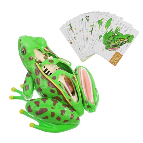 BUGUUYO Interaktives Frosch Modell mit Abnehmbaren für Pädagogisches Lernen Fördert Logisches Motorische Fähigkeiten Sicher für Schule und Zuhause BUGUUYO Interaktives Frosch Modell mit Abnehmbaren für Pädagogisches Lernen Fördert Logisches Motorische Fähigkeiten Sicher für Schule und Zuhause von BUGUUYO