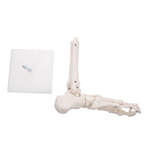 BUGUUYO Modell Des Fußgelenks Modell Des Fußskeletts Menschliches Fußmodell Modell Der Fußanatomie Anatomisches Fußmodell Skelett 3d-anatomie Menschliches Skelettmodell Puppe Weiß Pvc von BUGUUYO