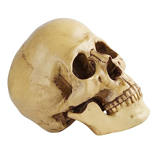 BUGUUYO Schädelmodell Halloween-streich-requisiten Spukhaus-layout-requisite Halloween-dekorationen Kopf Der Menschlichen Anatomie Gruselige Schädelstütze Künstliche Schädelverzierung Harz von BUGUUYO